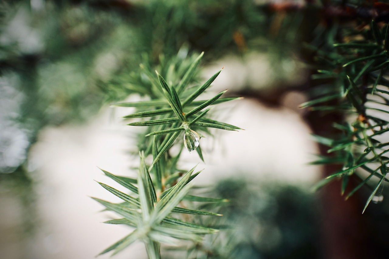 How to Build a Rain Garden to Manage Stormwater